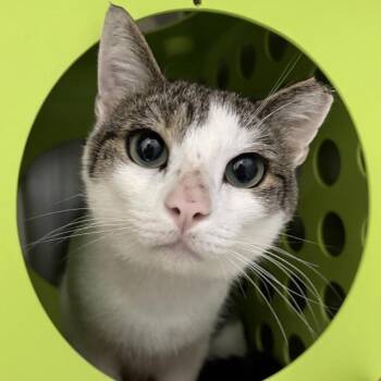 Billy -  Domestic Short Hair Cat for Adoption in Middletown, Rhode Island - Billy | PetCurious