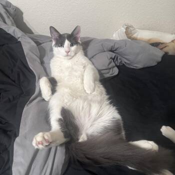 Hemingway -  Domestic Medium Hair Cat for Adoption in Davis, California - Hemingway | PetCurious