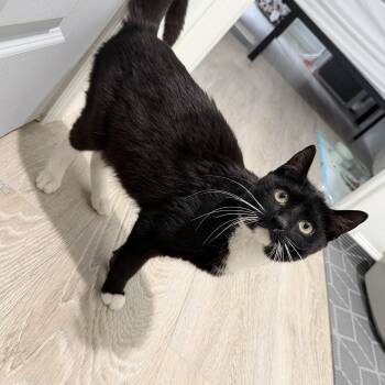 Domestic Short Hair and Tuxedo Cats Available for Adoption in Mastic, New York - Lorelai | PetCurious