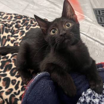 Domestic Short Hair Cats Available for Adoption in Morrison, Colorado - Paul Somers | PetCurious