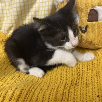 A611781 -  Domestic Short Hair Cat for Adoption in Modesto, California - A611781 | PetCurious