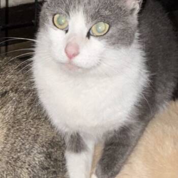 Rescue Domestic Short Hair Cats for Adoption in Seven Valleys, Pennsylvania - Nora | PetCurious