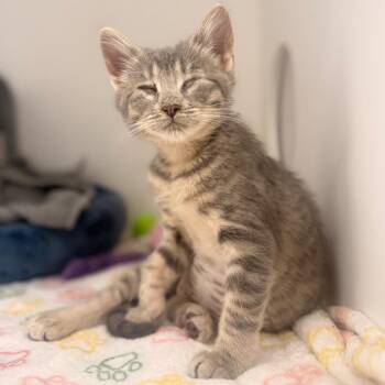 Cece (P2) -  Domestic Short Hair Cat for Adoption in Ojai, California - Cece (P2) | PetCurious