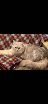 Ragamuffin Cats Available for Adoption in Lehigh Acres, Florida - Asia | PetCurious