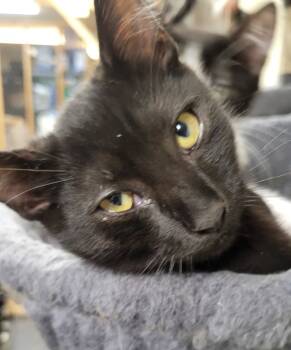 Rescue Domestic Short Hair Cats for Adoption in Palmer, Alaska - Moose | PetCurious