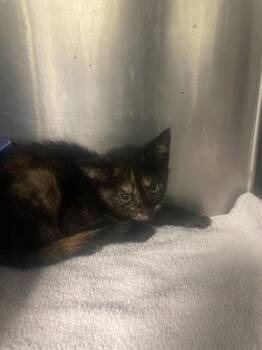 Alberta -  Domestic Short Hair Cat for Adoption in Gainesville, Florida - Alberta | PetCurious