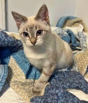 Rescue Siamese and Domestic Short Hair Cats for Adoption in Morton Grove, Illinois - Carreta | PetCurious