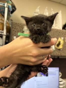 Shutter -  Domestic Short Hair Cat for Adoption in Fruit Heights, Utah - Shutter | PetCurious