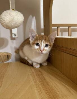 Rescue Domestic Short Hair Cats for Adoption - Twilight | PetCurious