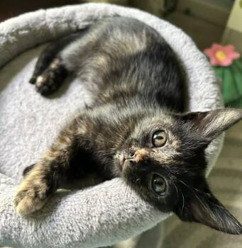 Tatum -  Domestic Short Hair Cat for Adoption in Reynoldsburg, Ohio - Tatum | PetCurious