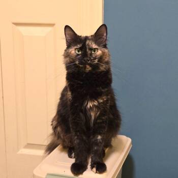 Domestic Medium Hair Cats Available for Adoption in Brownsboro, Alabama - Celandine | PetCurious
