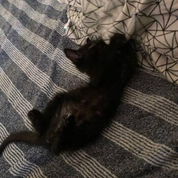 Figgy -  Domestic Short Hair Cat for Adoption in Columbia, Missouri - Figgy | PetCurious