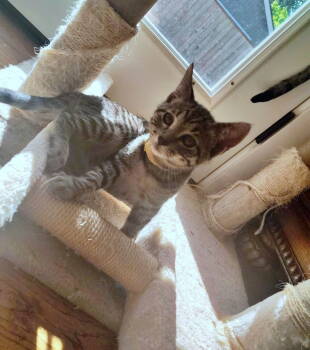 Rescue Tabby Cats for Adoption in Hillsboro, Oregon - ELEKTRA, MOXIE And SIMON - Family Kittens | PetCurious