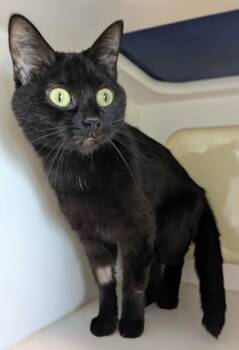 Eris -  Domestic Short Hair Cat for Adoption in Divide, Colorado - Eris | PetCurious