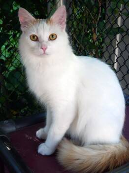 Nacho -  Domestic Medium Hair Cat for Adoption in Bloomingdale, New Jersey - Nacho | PetCurious