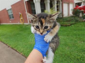 Domestic Short Hair Cats Available for Adoption in Houston, Texas - A654192 | PetCurious