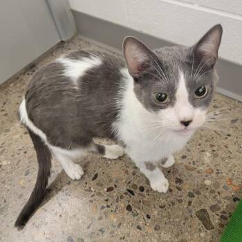 Domestic Short Hair Cats Available for Adoption in Phoenix, Arizona - Juno | PetCurious