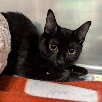 Domestic Short Hair Cats Available for Adoption - Filipa | PetCurious