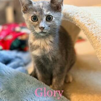 Glory -  Domestic Short Hair Cat for Adoption in Mooresville, North Carolina - Glory | PetCurious