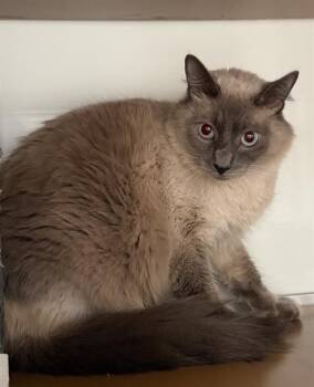 BEAUX -  Domestic Long Hair Cat for Adoption in San Francisco, California - BEAUX | PetCurious