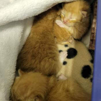 Frank -  Domestic Short Hair Cat for Adoption in Columbia, Missouri - Frank | PetCurious