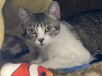Domestic Short Hair Cats Available for Adoption in Tustin, California - CAMMIE | PetCurious