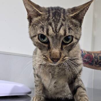 Rescue Domestic Short Hair Cats for Adoption in Tampa, Florida - Bolt | PetCurious