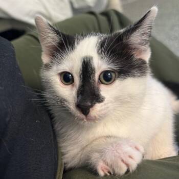 Domestic Short Hair Cats Available for Adoption in Hendersonville, North Carolina - Timmy | PetCurious