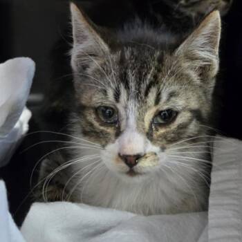 Rescue Domestic Short Hair Cats for Adoption in Reno, Nevada - Fiesta | PetCurious
