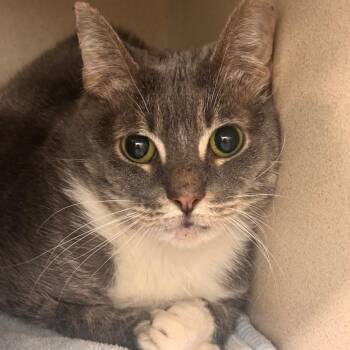 Domestic Short Hair Cats Available for Adoption in Wheeling, Illinois - Leah | PetCurious