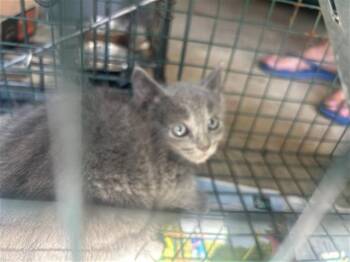 Domestic Short Hair Cats Available for Adoption in Houston, Texas - A656808 | PetCurious