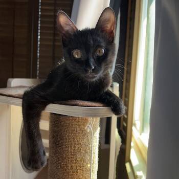 American Shorthair Cats Available for Adoption - Clea Sophia | PetCurious