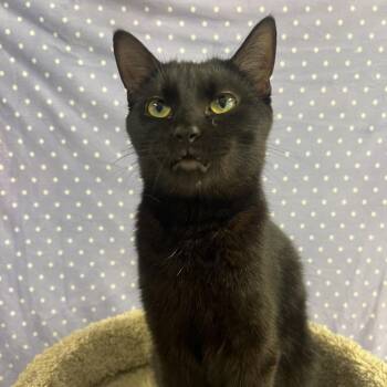 Zooble -  Domestic Short Hair Cat for Adoption in Puslinch, Ontario - Zooble | PetCurious