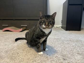 Twix -  Tabby Cat for Adoption in Orlando, Florida - Twix | PetCurious