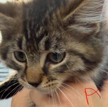 Auden -  Domestic Long Hair Cat for Adoption in Cloquet, Minnesota - Auden | PetCurious