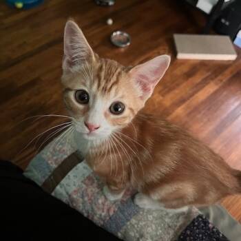 Rescue Domestic Short Hair Cats for Adoption in St. Louis, Missouri - Jonesy | PetCurious