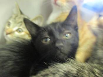 Rescue Domestic Short Hair Cats for Adoption in Ocala, Florida - TOAST | PetCurious