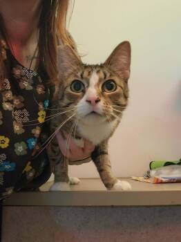 Star -  Domestic Short Hair Cat Available for Adoption in Olney, Illinois - Star | PetCurious