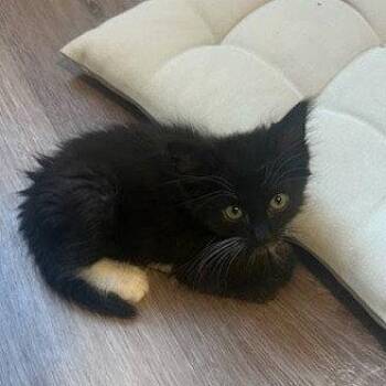 *GANON -  Domestic Medium Hair Cat for Adoption in Woodland, California - *GANON | PetCurious