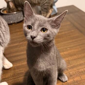 Words Can Tell -  Domestic Short Hair Cat for Adoption in Fredericksburg, Virginia - Words Can Tell | PetCurious