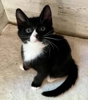 Tippy Boy -  Domestic Short Hair Cat for Adoption in Rocky Hill, Connecticut - Tippy Boy | PetCurious