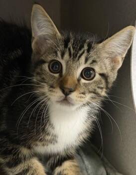 Jayne -  Domestic Short Hair Cat for Adoption in Sacramento, California - Jayne | PetCurious