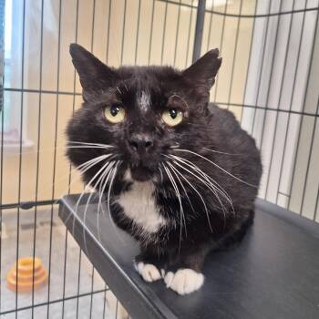 Domestic Short Hair Cats Available for Adoption in Attica, New York - Salem | PetCurious