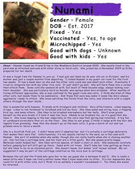 Nunami -  Scottish Fold and Tortoiseshell Cat for Adoption in Eugene, Oregon - Nunami | PetCurious