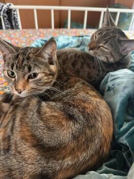 Domestic Short Hair Cats Available for Adoption - Petunia & Nona | PetCurious