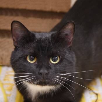 Rescue Domestic Medium Hair Cats for Adoption in Dallas, Texas - Sylvester | PetCurious