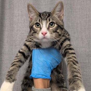 Buccee -  Domestic Short Hair Cat for Adoption in Hattiesburg, Mississippi - Buccee | PetCurious