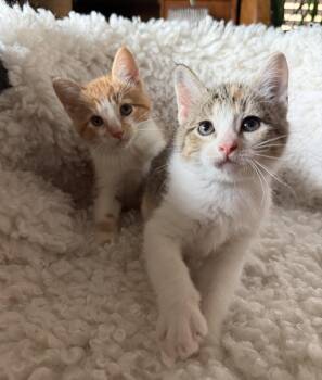 Domestic Short Hair Cats Available for Adoption in Minneapolis, Minnesota - Biscuit & Bao Bun | PetCurious