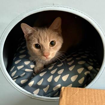 Nessa (Urgent adopter or foster needed) -  American Shorthair Cat for Adoption in New York, New York - Nessa (Urgent Adopter Or Foster Needed) | PetCurious