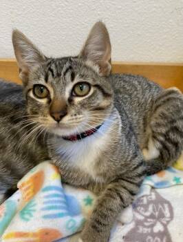 Venus -  Domestic Short Hair Cat for Adoption in Eureka, California - Venus | PetCurious